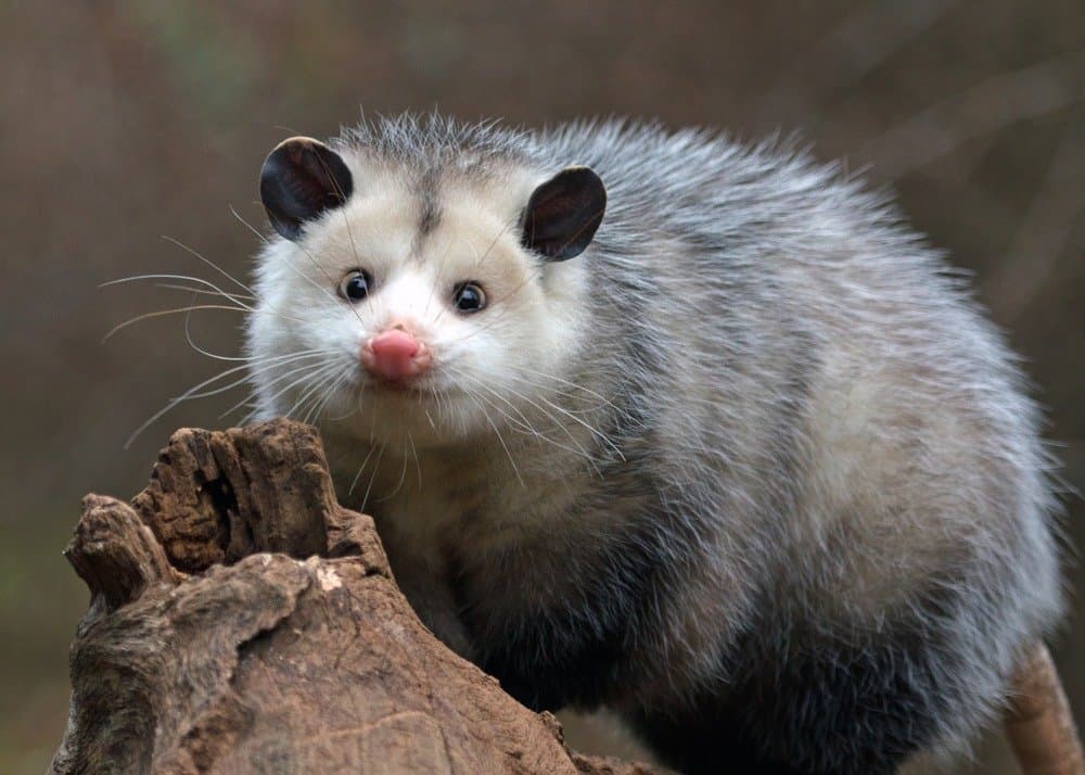 are possums nocturnal