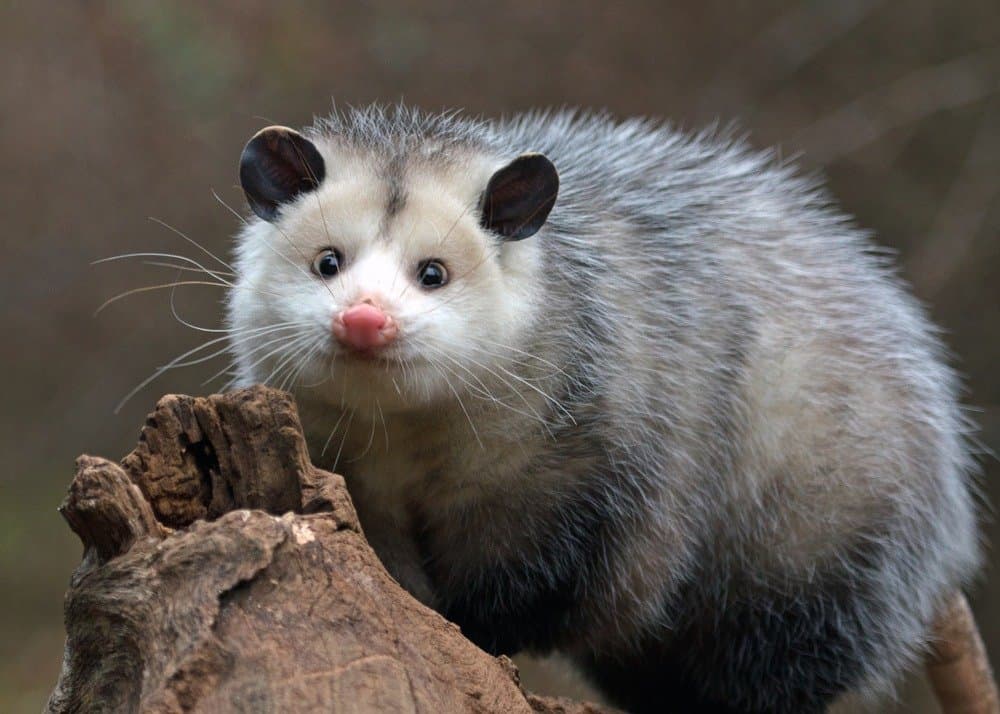 possum figure