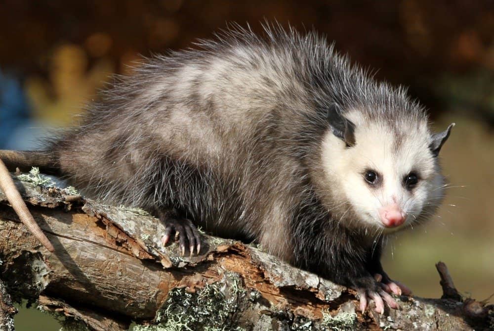 Possum auf einem Ast