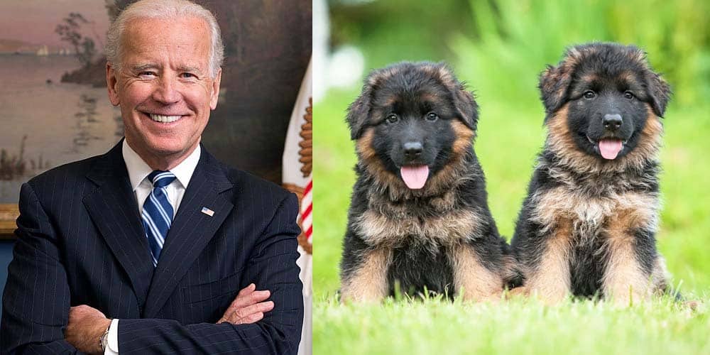 President-elect Joe Biden has two German Shepherd dogs