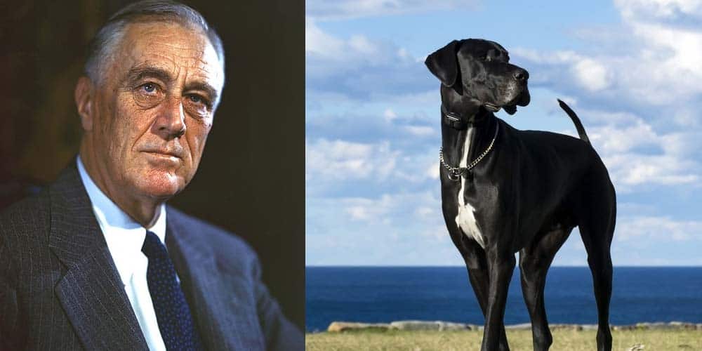 President FDR had many dogs including a Great Dane