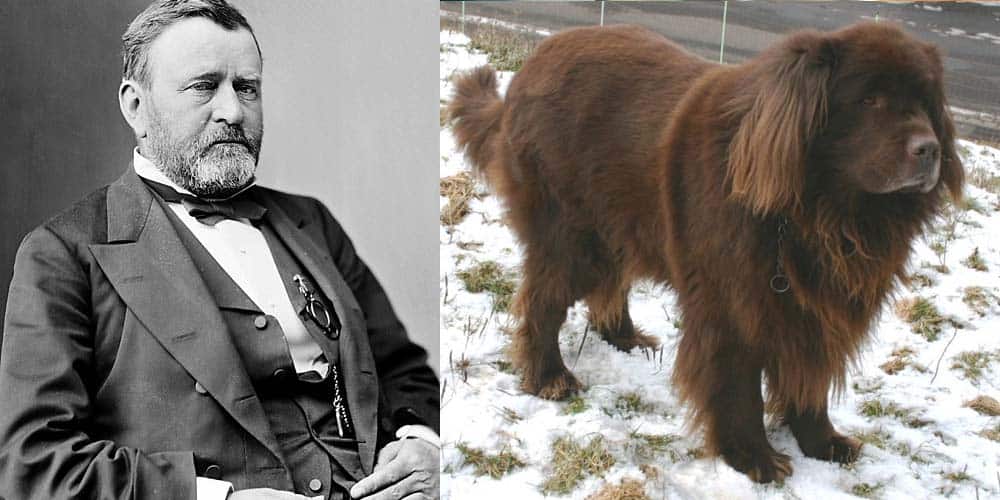 Ulysses S. Grant had a Newfoundland dog in the White House