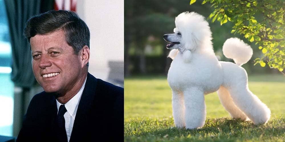 Jonh F. Kennedy had many dogs including a poodle