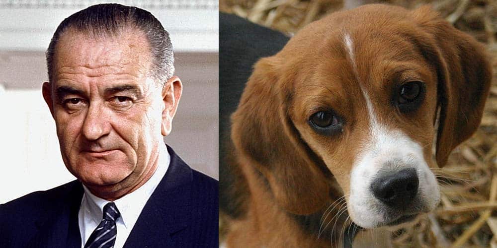 Picture of Lyndon Johnson next to picture of a Beagle