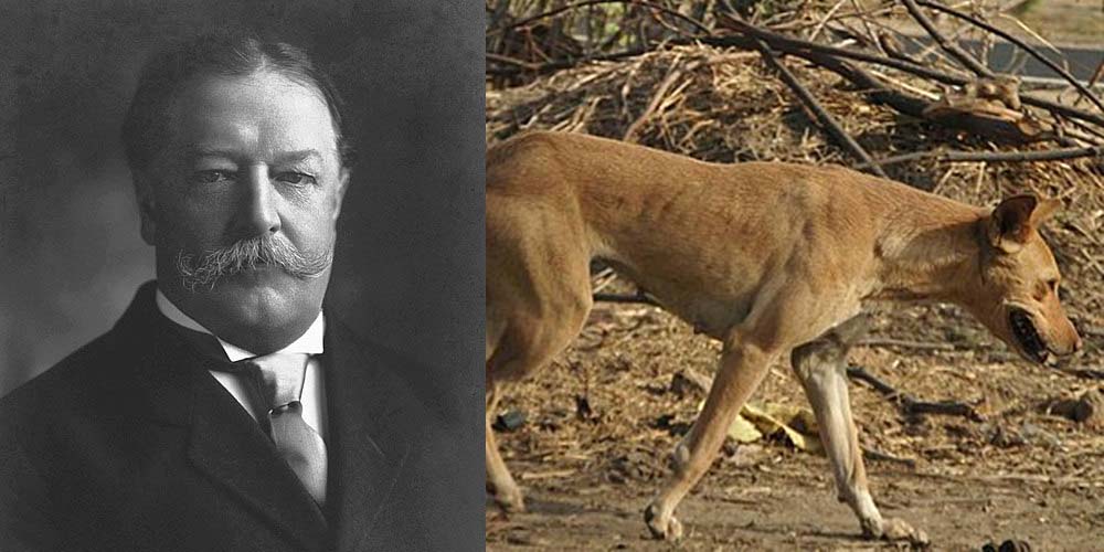 President William Taft and example of a mixed-breed dog