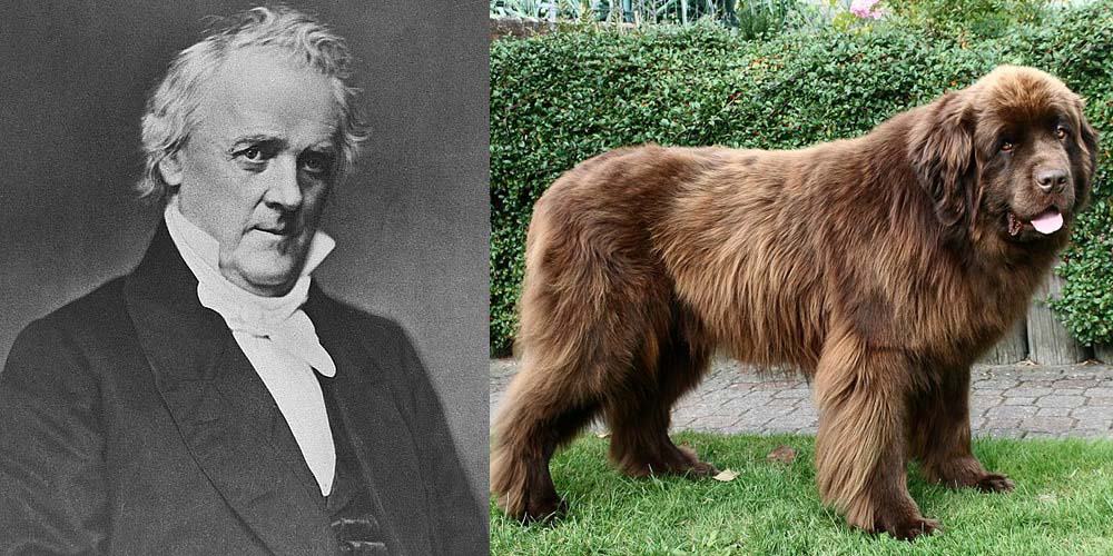 President James Buchanan had a large Newfoundland dog