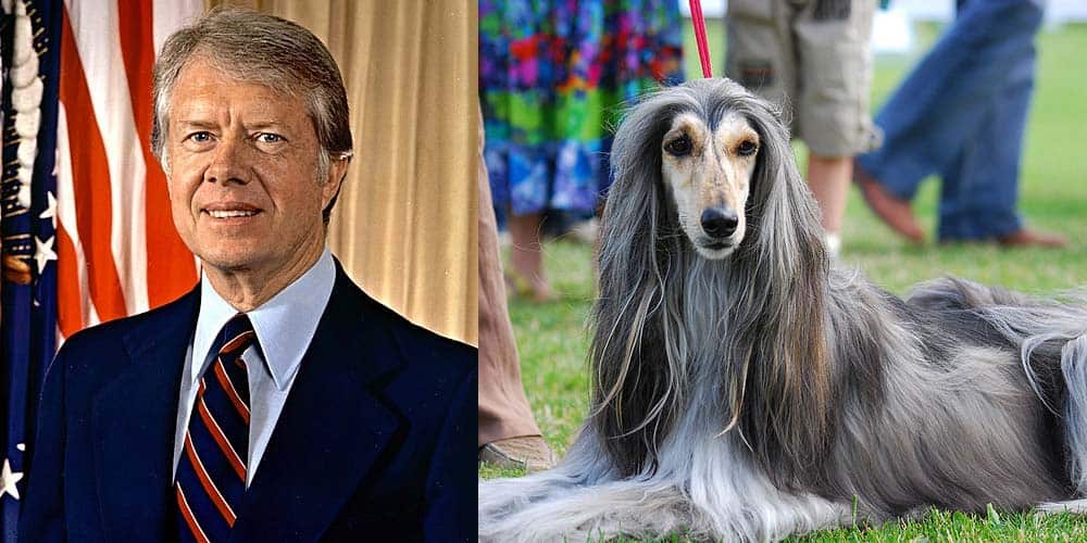 picture of Jimmy Carter next to Afghan Hound