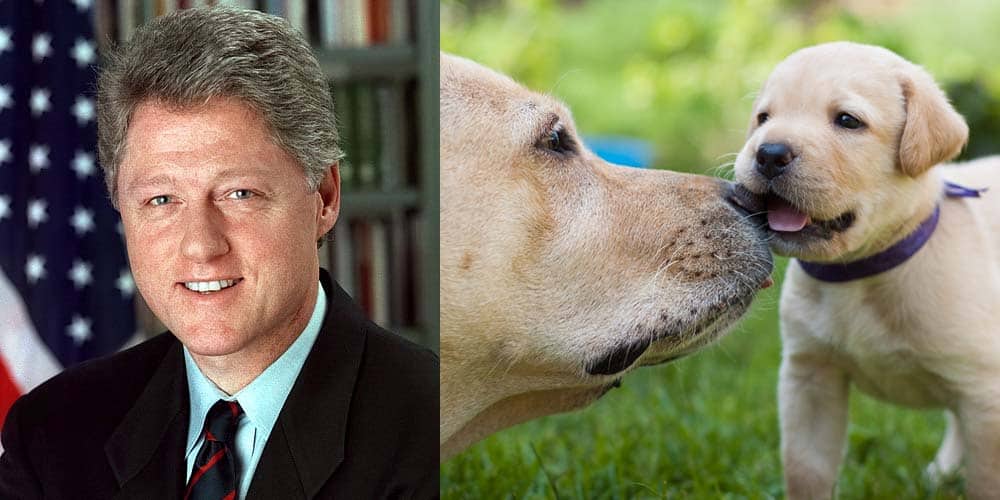 picture of Bill Clinton next to picture of Labs