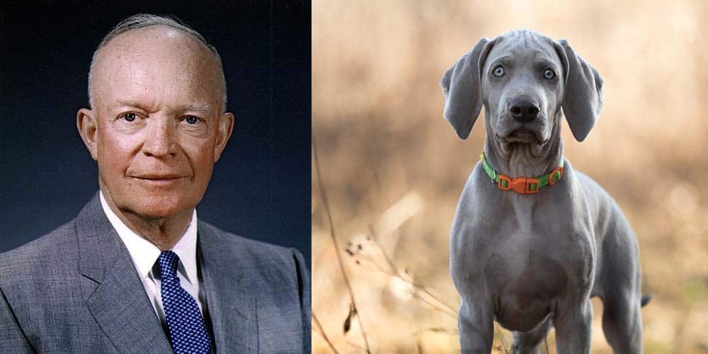 Dwight D. Eisenhower's first dog was a Weimaraner