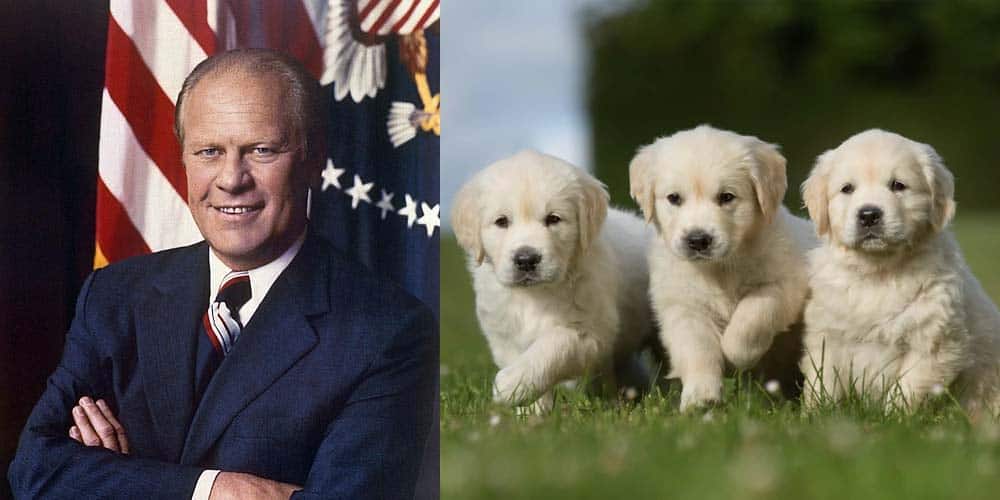 picture of Gerald Ford next to picture of Golden Retriever puppies