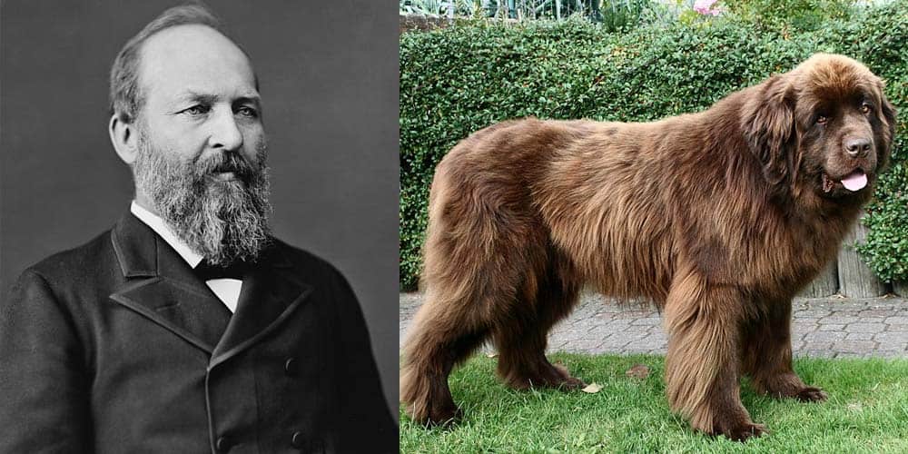 James A. Garfield had a Newfie dog