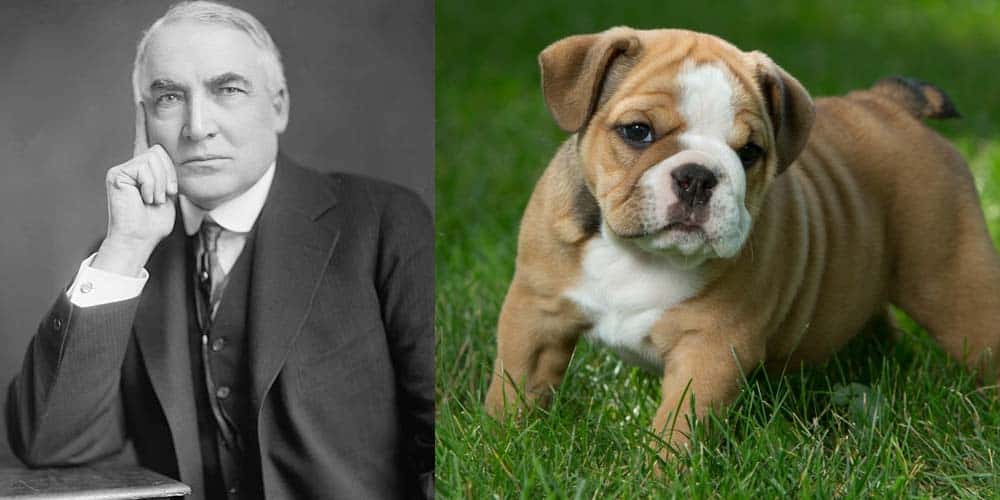 Picture of Warren Harding next to picture of Bulldog puppy