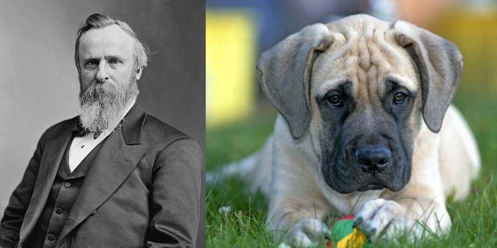 One of Rutherford B. Hayes canines was a Mastiff