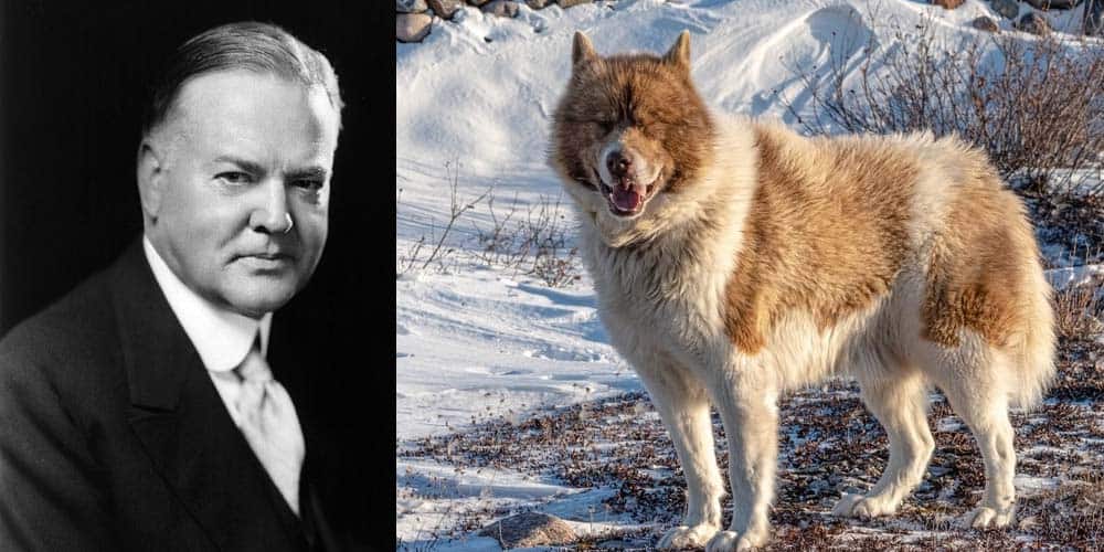 Herbert Hoover had nine dogs