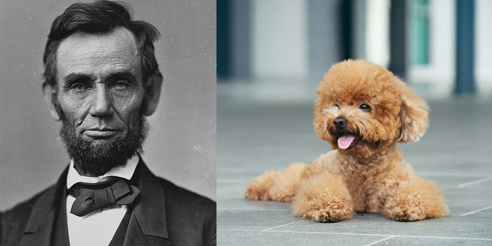 Abraham Lincoln had two dogs and one may have been a Poodle