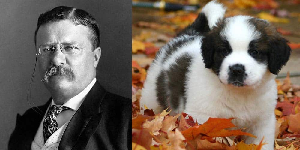 picture of Theodore Roosevelt and Saint Bernard Puppy