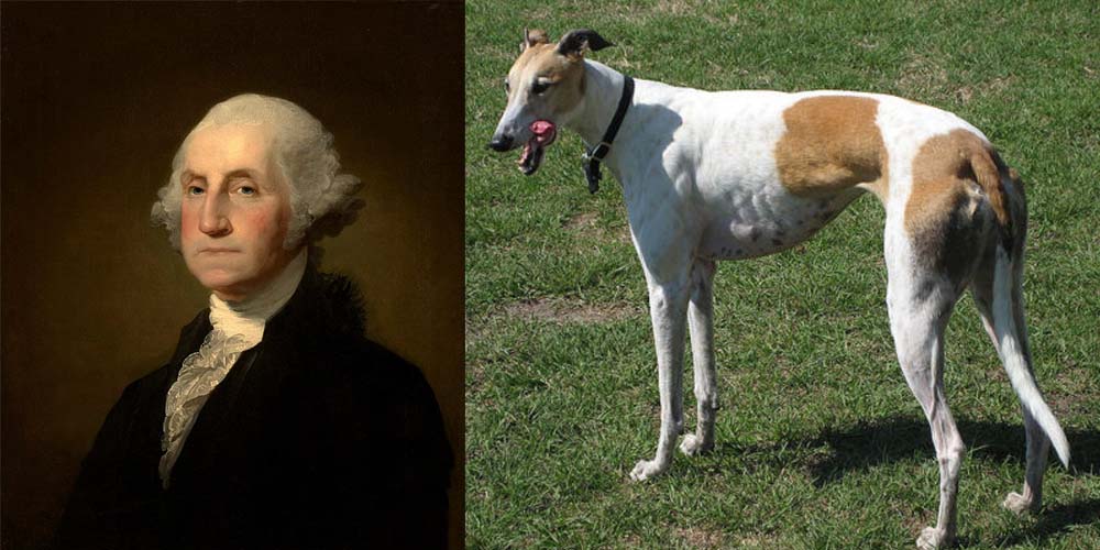 President George Washington had a Greyhound dog
