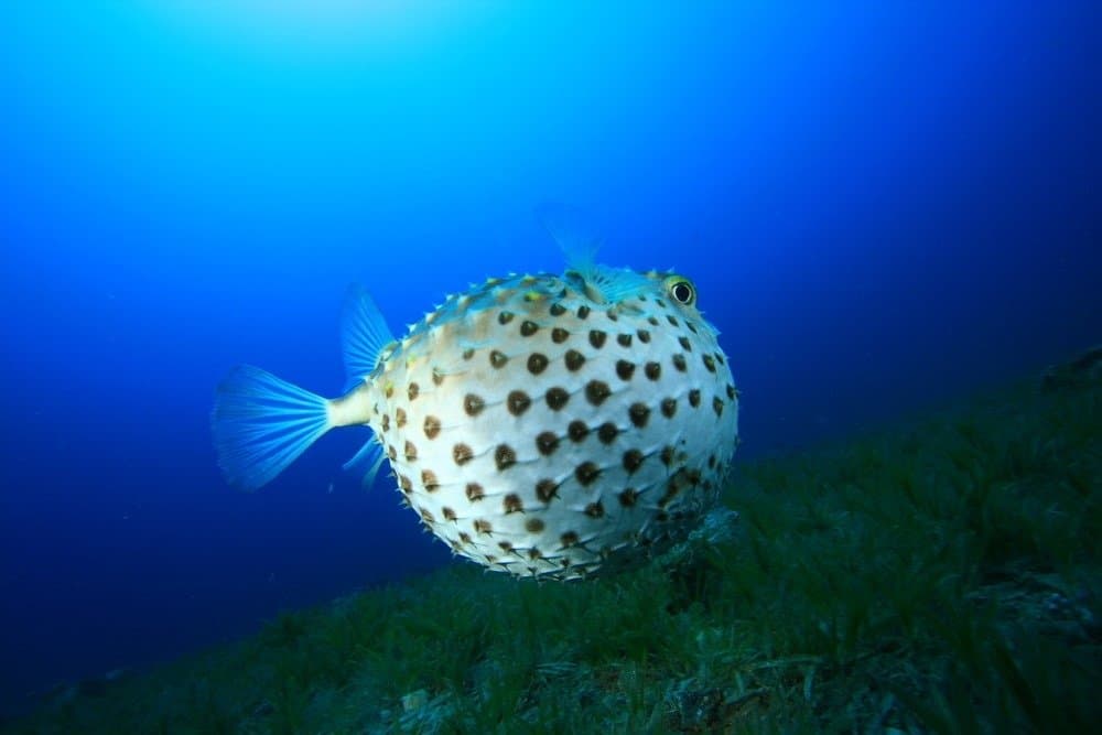 Yellowspotted Pufferfish puffed up to defend itself.