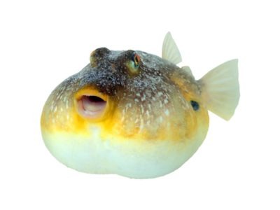 florida puffer fish