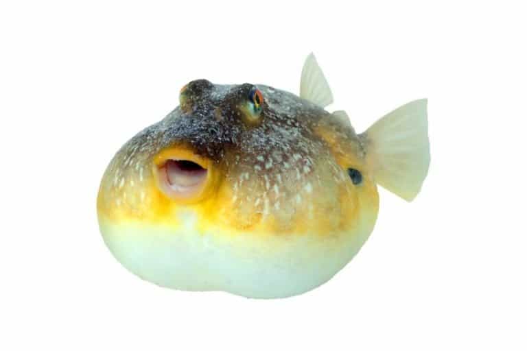 The southern pufferfish, isolated on white background