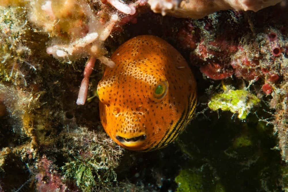 Star Pufferfish Juvenile (Arothron stellatus)