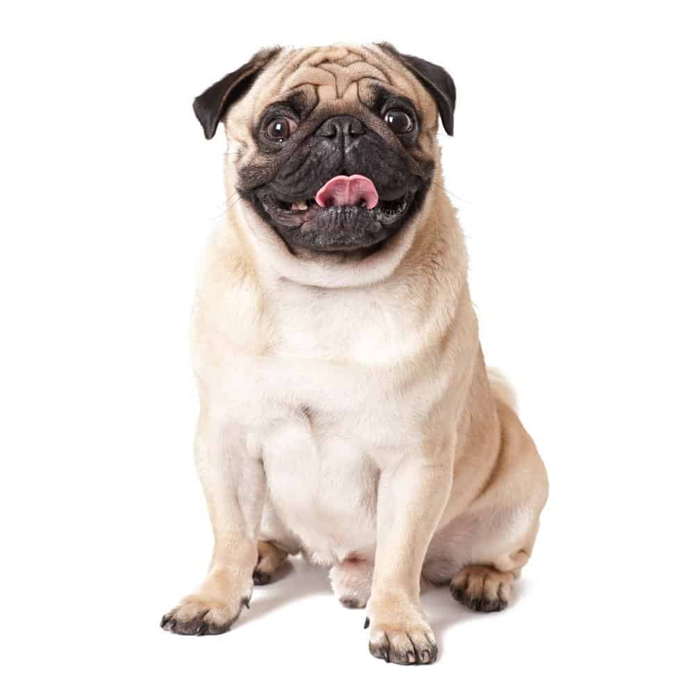 Pug Dog Breed Complete Guide - AZ Animals