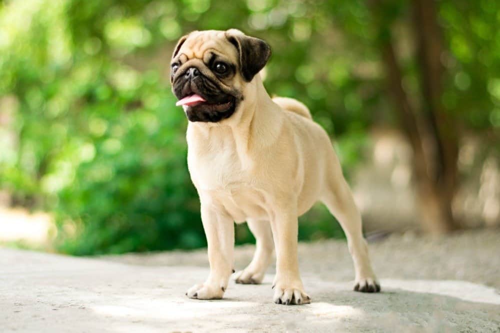 Portrait of beautiful male Pug dog.