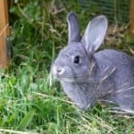 Gray rabbit in front of the rabbit barn
