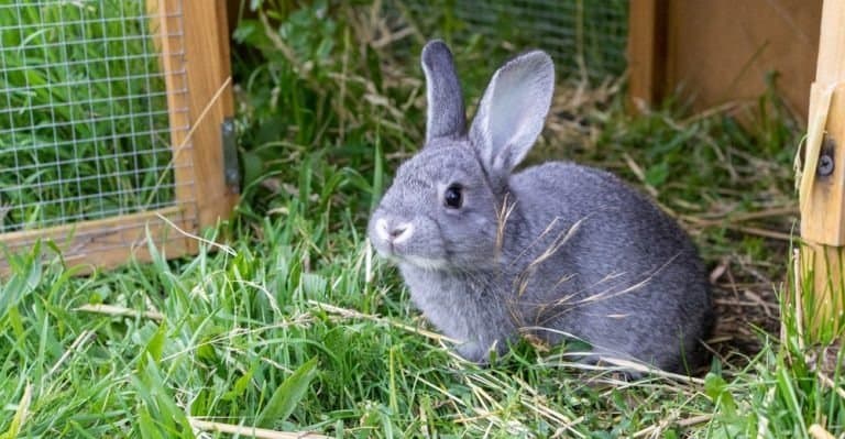 Gray rabbit in front of the rabbit barn