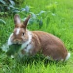 Rabbit sitting on meadow & eating green leaf. 