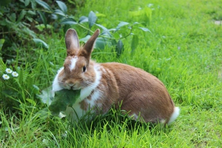 Rabbit sitting on meadow & eating green leaf.