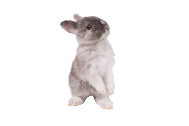 Baby cute rabbit on white background