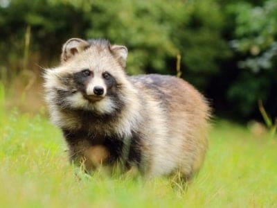A Raccoon Dog