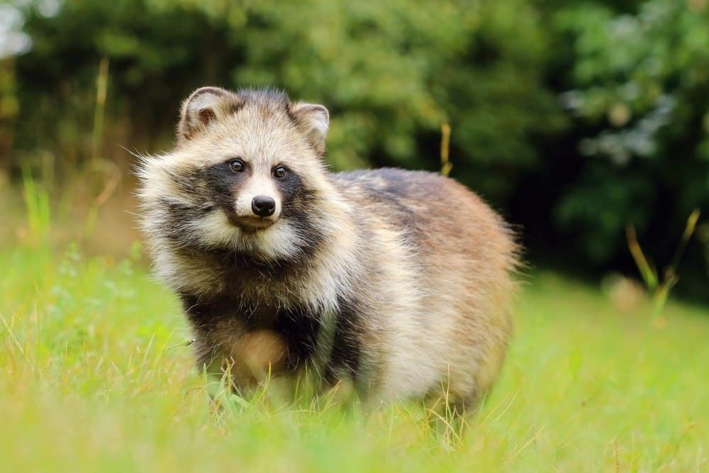 Raccoon Dog Animal Facts | Nyctereutes procyonoides - AZ Animals