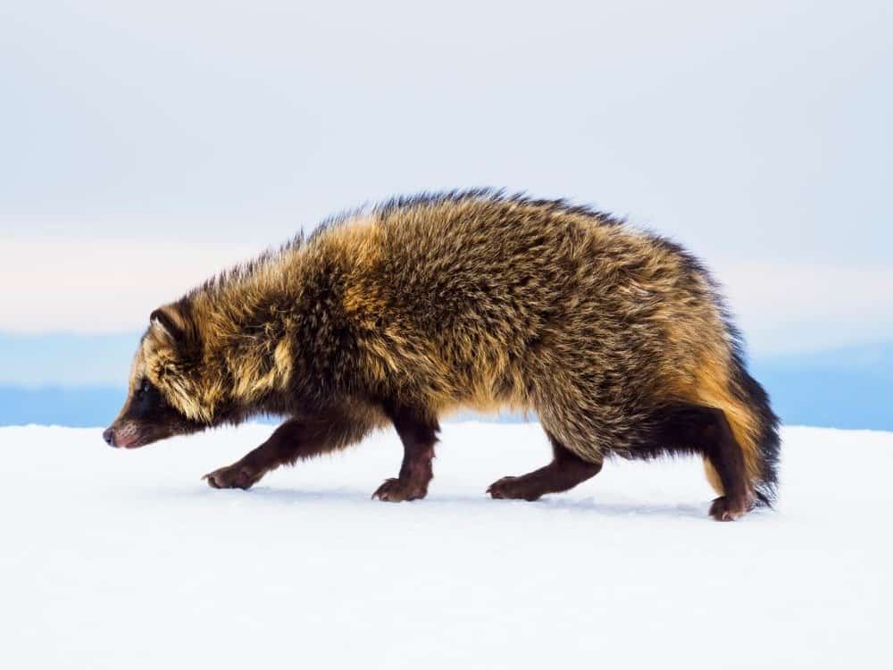 are japanese raccoon dog endangered