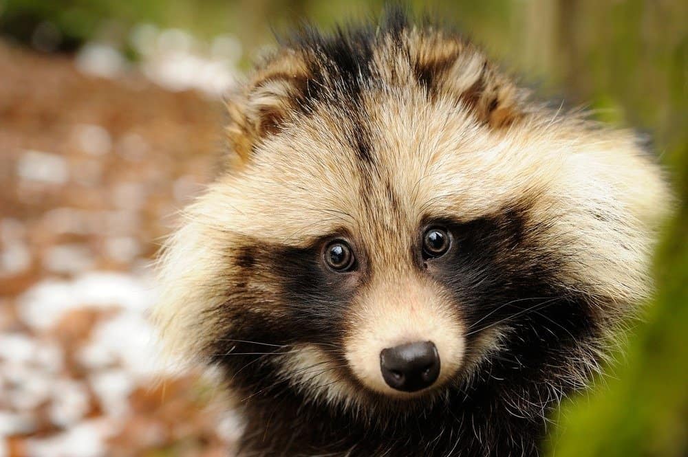 Cute closeup portrait of raccoon dog in winter forest