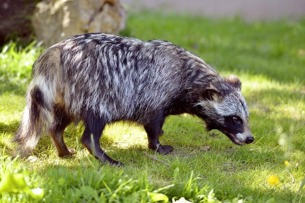 A side view of a raccoon dog on the grass