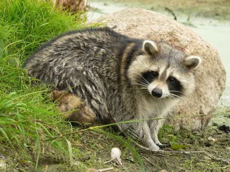 Raccoon dog in Belarus