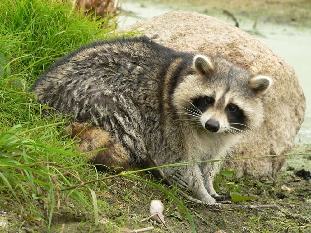 Raccoon dog in Belarus