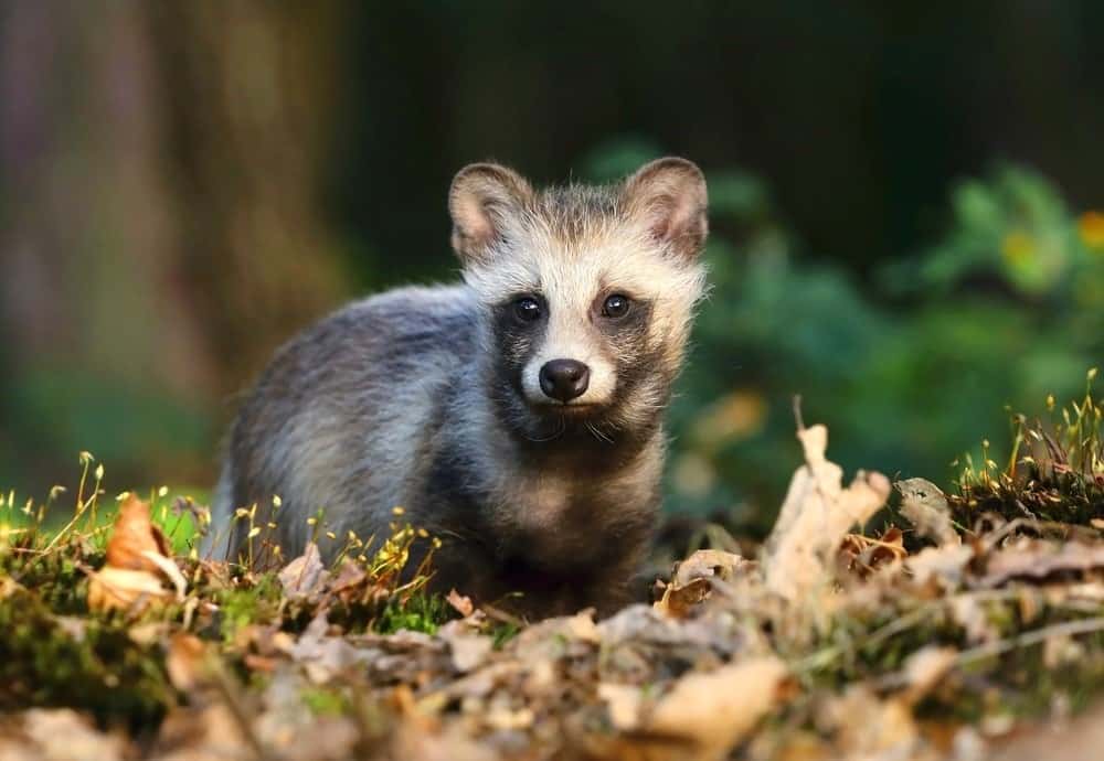 are japanese raccoon dog endangered