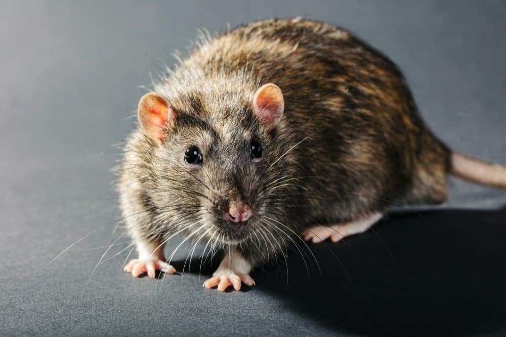 Gray rat close-up on a black background