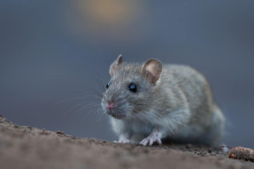 Norway rat in natural habitat