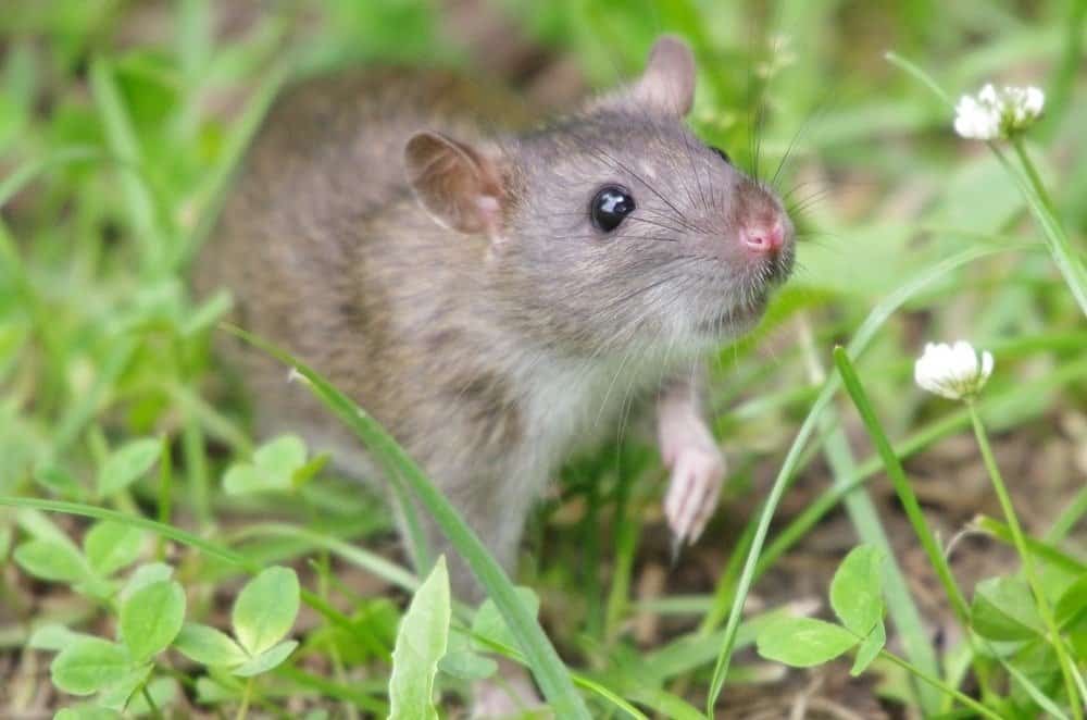 Grey rat in the clover