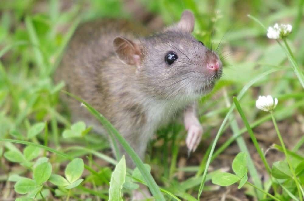 https://a-z-animals.com/media/rat-3.jpg