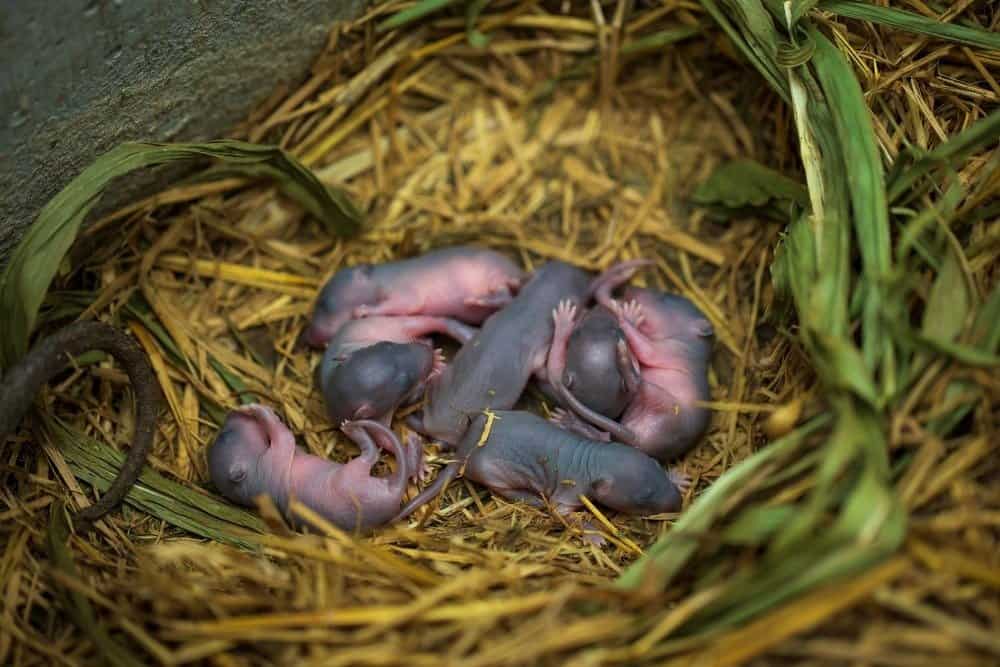 Newborn small rats in a farm