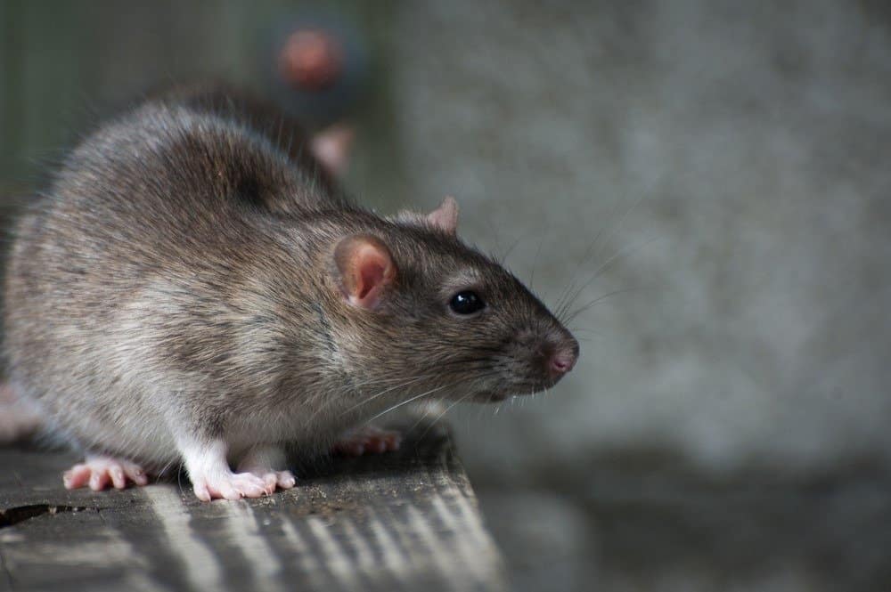 Brown Rat portrait