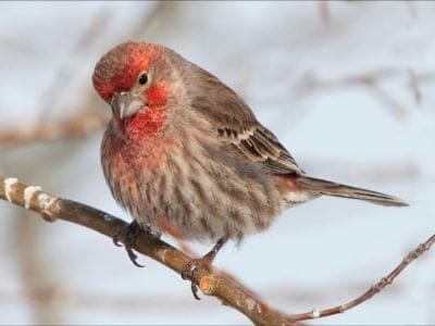 A Red Finch
