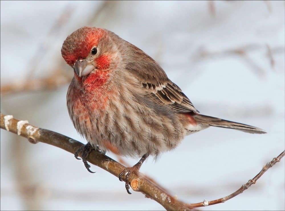 Male red finch sitting on a branch