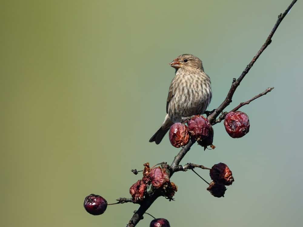 Female Red Finch Feeding on Red Berries