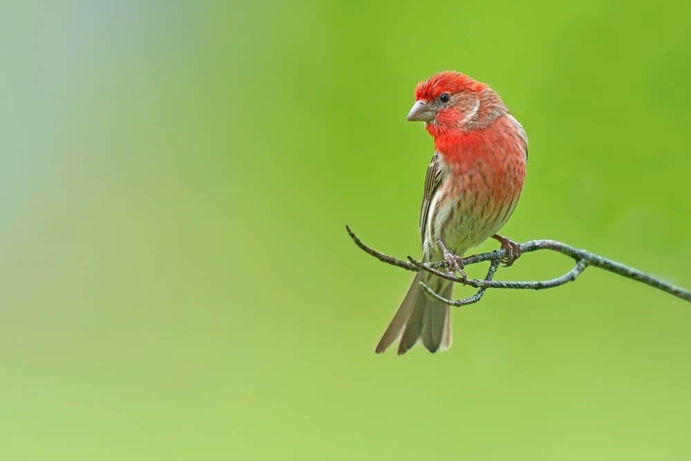 Red finch male perched on a branch